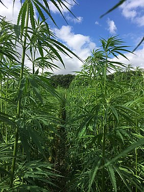 Experimental plot with fibre hemp plants at ATB’s research site Marquardt (Photo: Flemming/ATB)