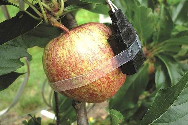 Ein optischer Sensor zum Monitoring des Reifeverlaufs (Foto: Zude/ATB)