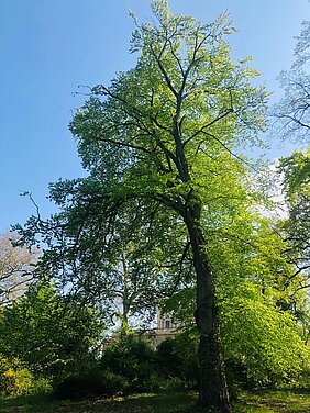 Baum im Park Sanssouci