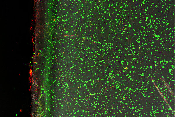 Biofilm auf einem Aufwuchsträger aus Acrylglas 24 h nach Einbringung in den Biogasreaktor (37°C). Rot: Gesamtheit aller Bacteria/Archaea, grün: Extrazelluläre, polymere Substanzen bilden die schleimige Matrix des Biofilms.
