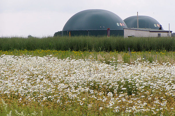 Wildpflanzenmischung für die Biogaserzeugung (Foto: Heiermann/ATB)