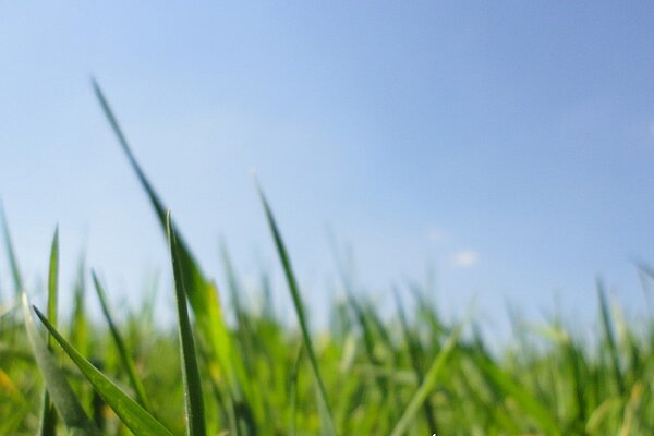 Gras