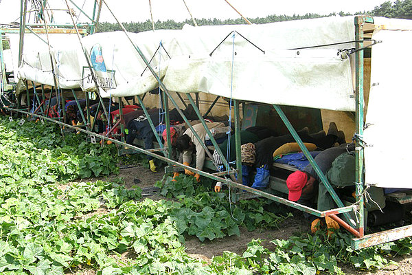 Harvest workers on a 'cucumber flyer' (Photo: Geyer/ATB)