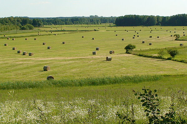 Grünland (Photo: Prochnow)