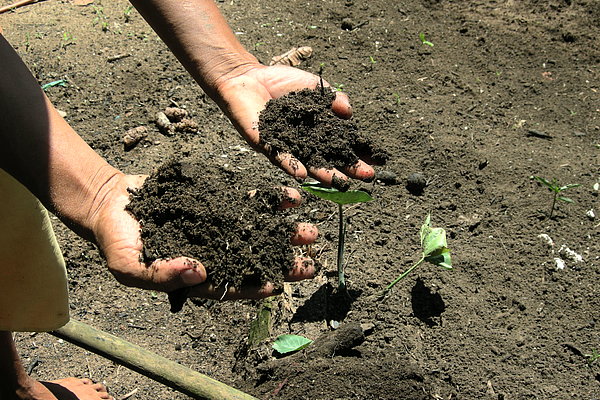 Terra Preta - entstanden durch das Einbringen von organischen Reststoffen in den Boden (Foto: Kern/ATB)
