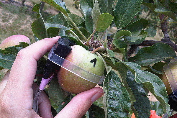 Optische Sensoren an Früchten ermöglichen u.a. die präzise Bestimmung des Erntetermins (Foto: Zude/ATB)