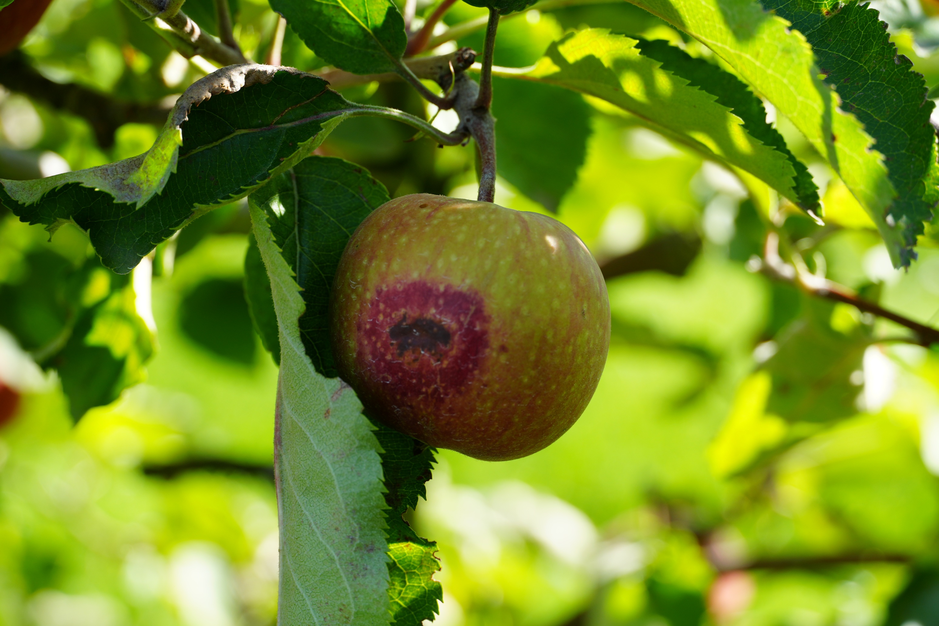 Apfel mit Sonnenbrand